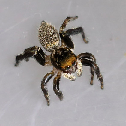 Jumping Spider (Hypoblemum albovittatum) (Hypoblemum albovittatum)
